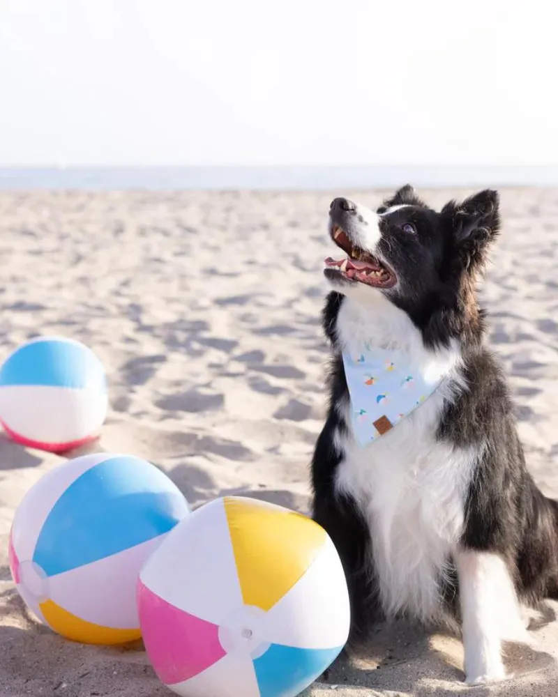 Beach Ball Dog Bandana<br>(Made in the USA) (FINAL SALE)