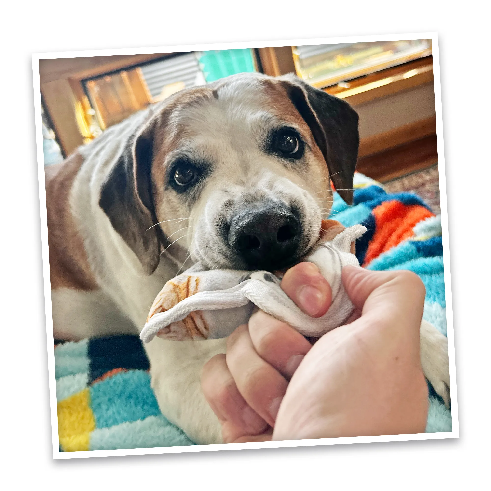 Tuffer Chewer Mini Refillable Pumpkin Spice Latte Toy